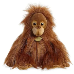 Baby Orangutan