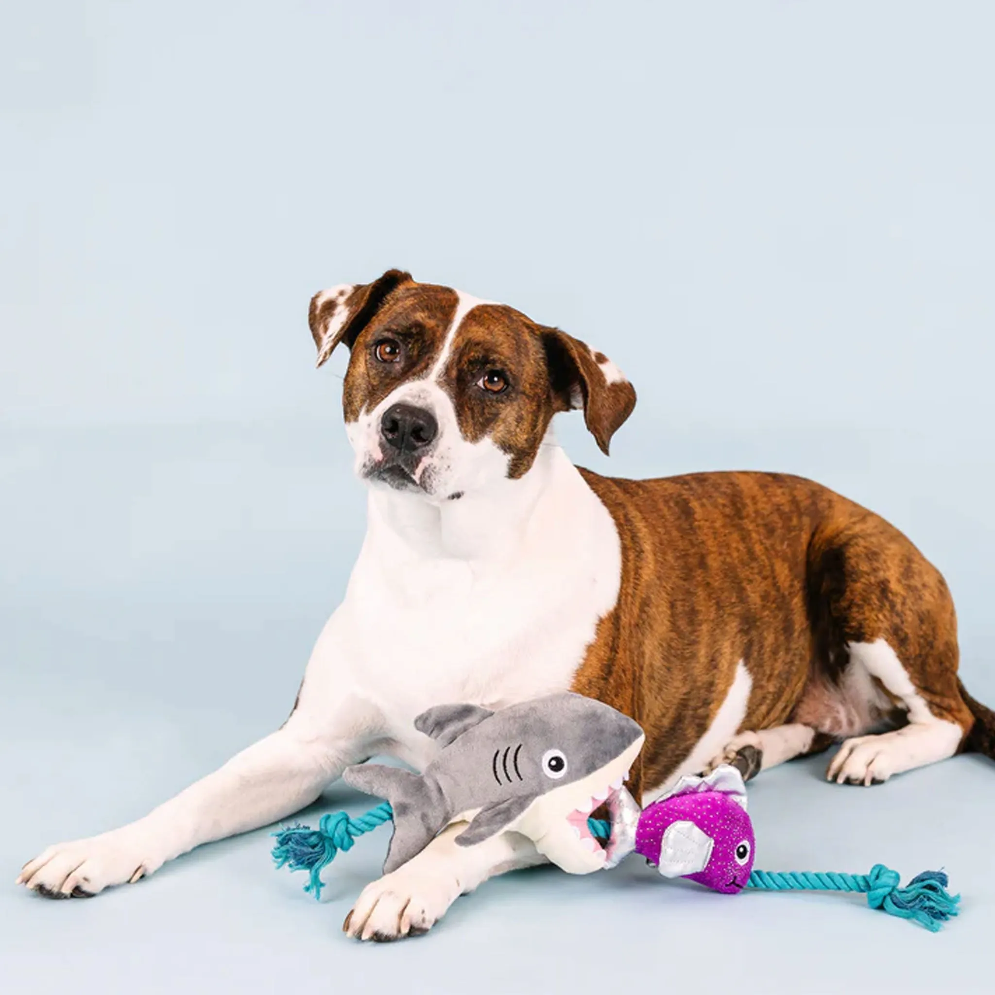 Fringe Shark Bait Dog Toy